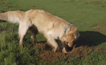 Why Do Dogs Dig And How To Stop A Dog From Digging