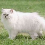 Best Cat Food For Persian Cats