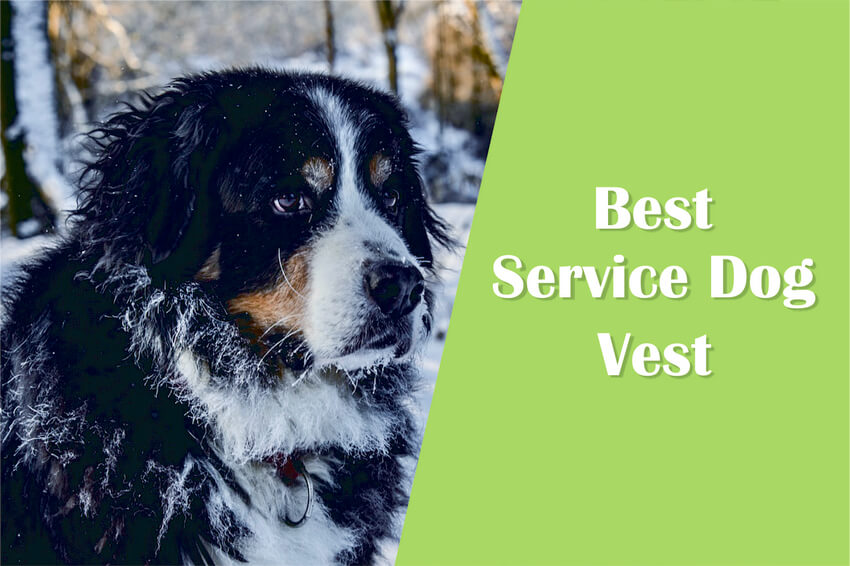 Best service dog vest title with dog