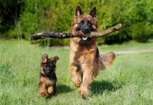 German Shepherd with stick in mouth trotting with pup