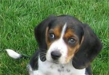 Cute Pocket Beagle looking up