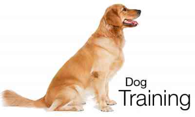 Dog Training Tips: How To Train Your Dog (The Ultimate Guide) Dog Training