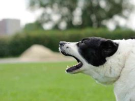 Why Dogs Bark And How To Stop Dogs From Barking