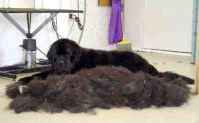 Small, Medium & Big Dog Breeds That Don’t Shed – And How To Stop Dog Shedding Altogether