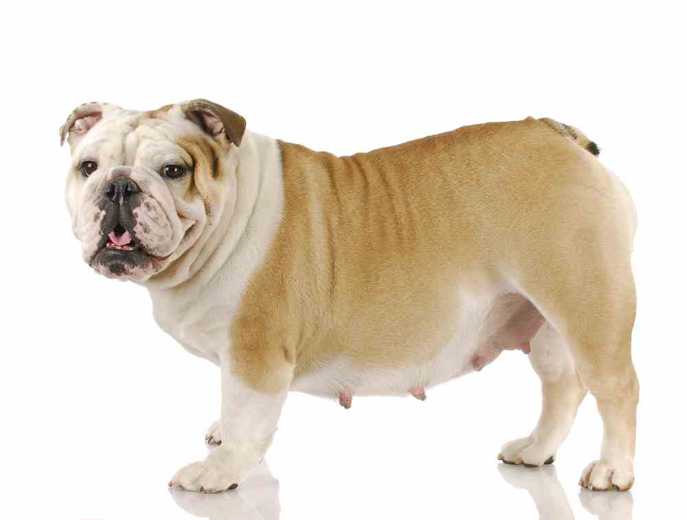 how long are dogs pregnant from conception