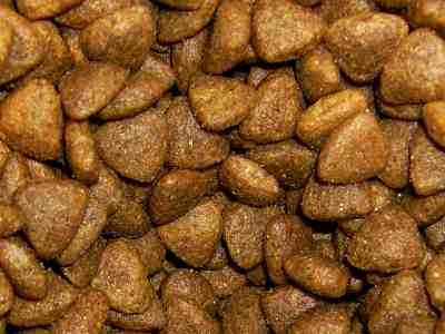 Can Dogs Eat Cat Food? Or Is Cat Food Bad For Dogs? can dogs eat cat food