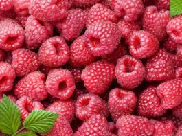 Can Dogs Eat Raspberries