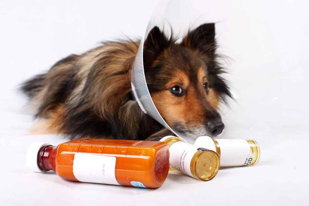 Prednisone For Dogs Dosages, Side Effects, And More