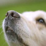 Why Do Dogs Have Whiskers? Why Do Dogs Have Whiskers