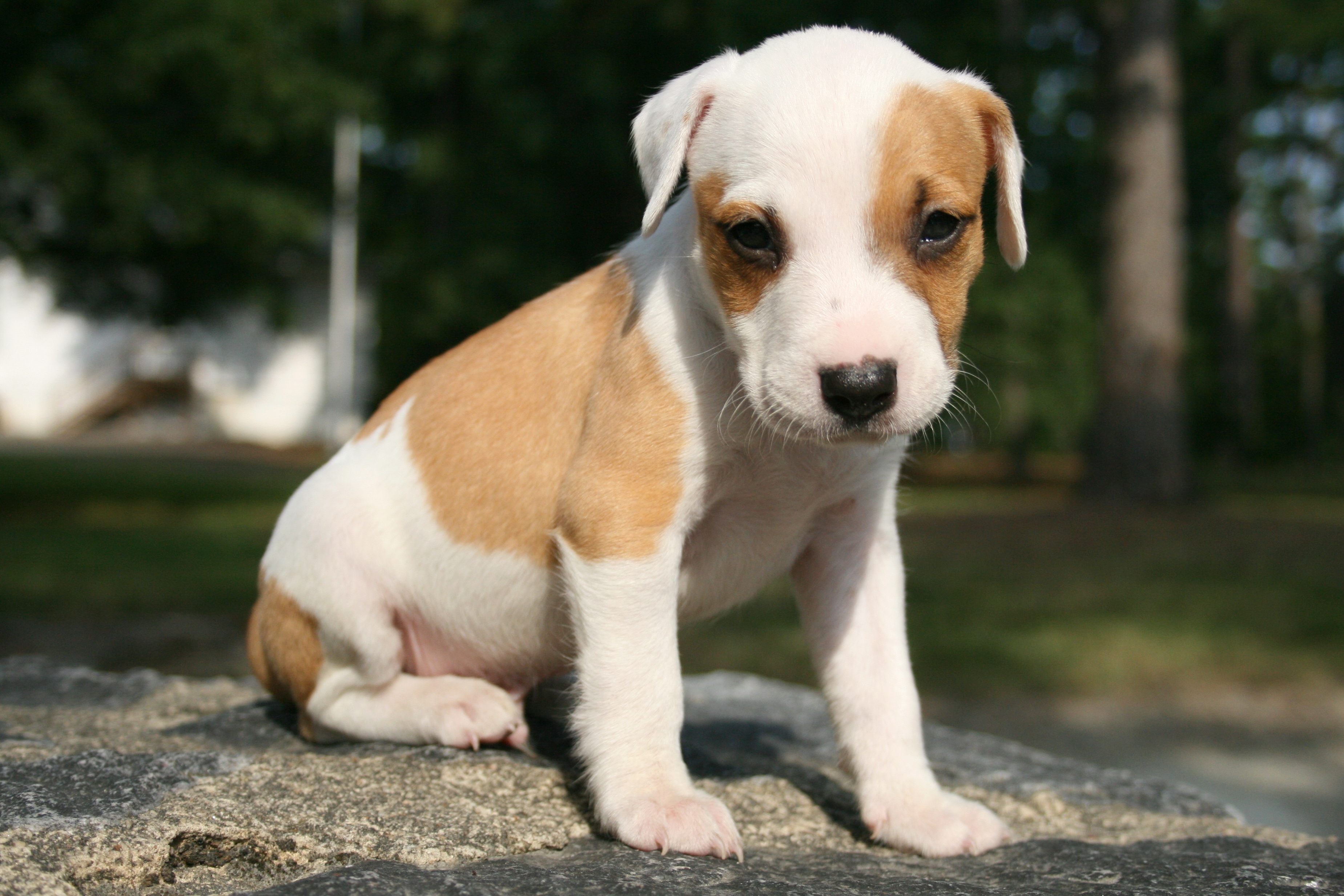 sad white and brown puppy