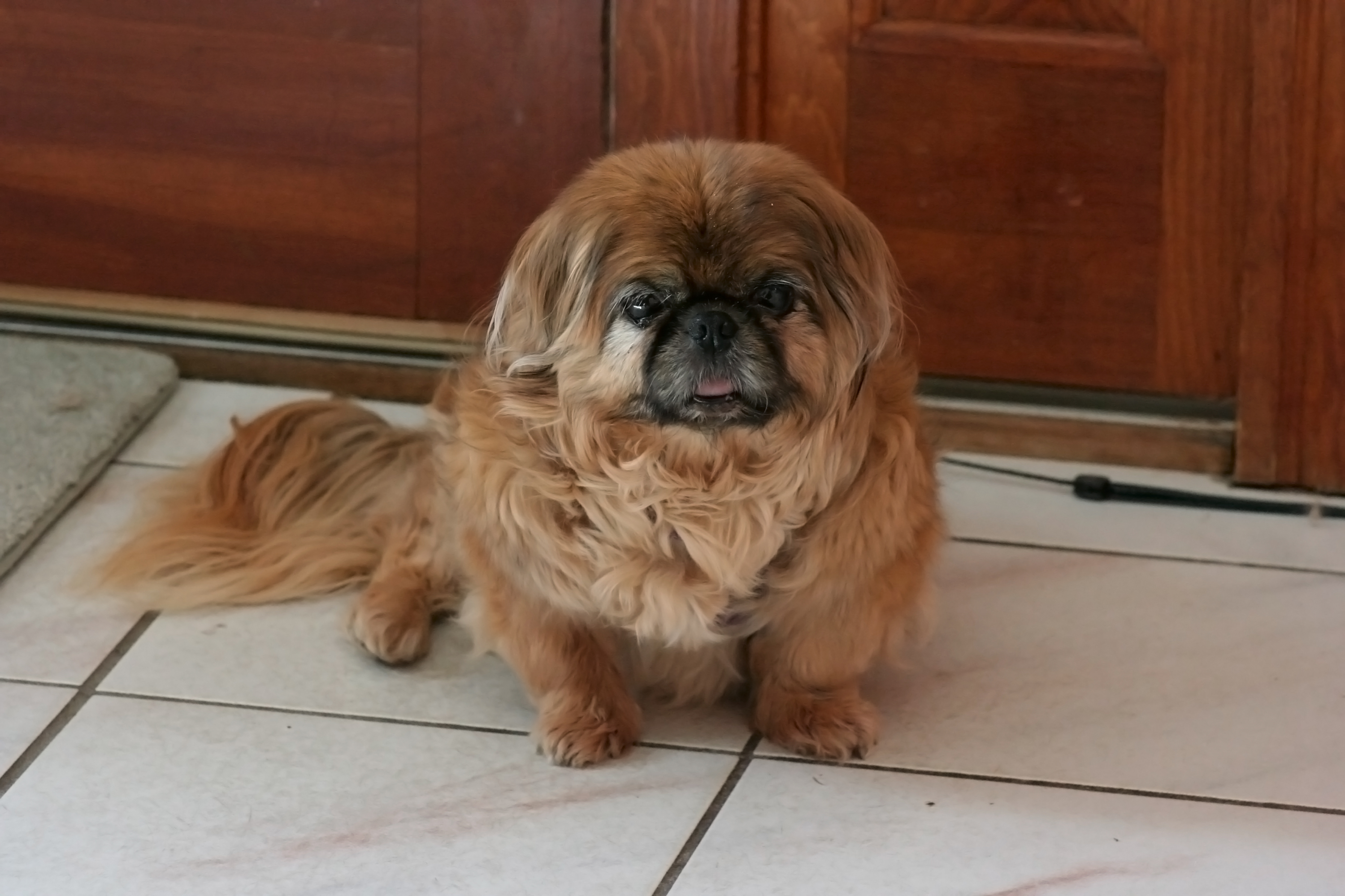 fat small dog on tile floor