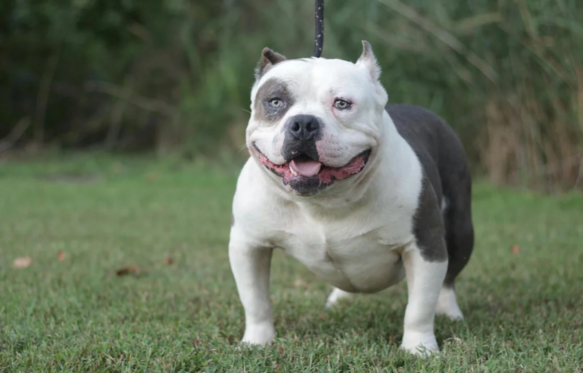 Your Guide To Pocket Pitbulls (& Bullies) - An Inside Look