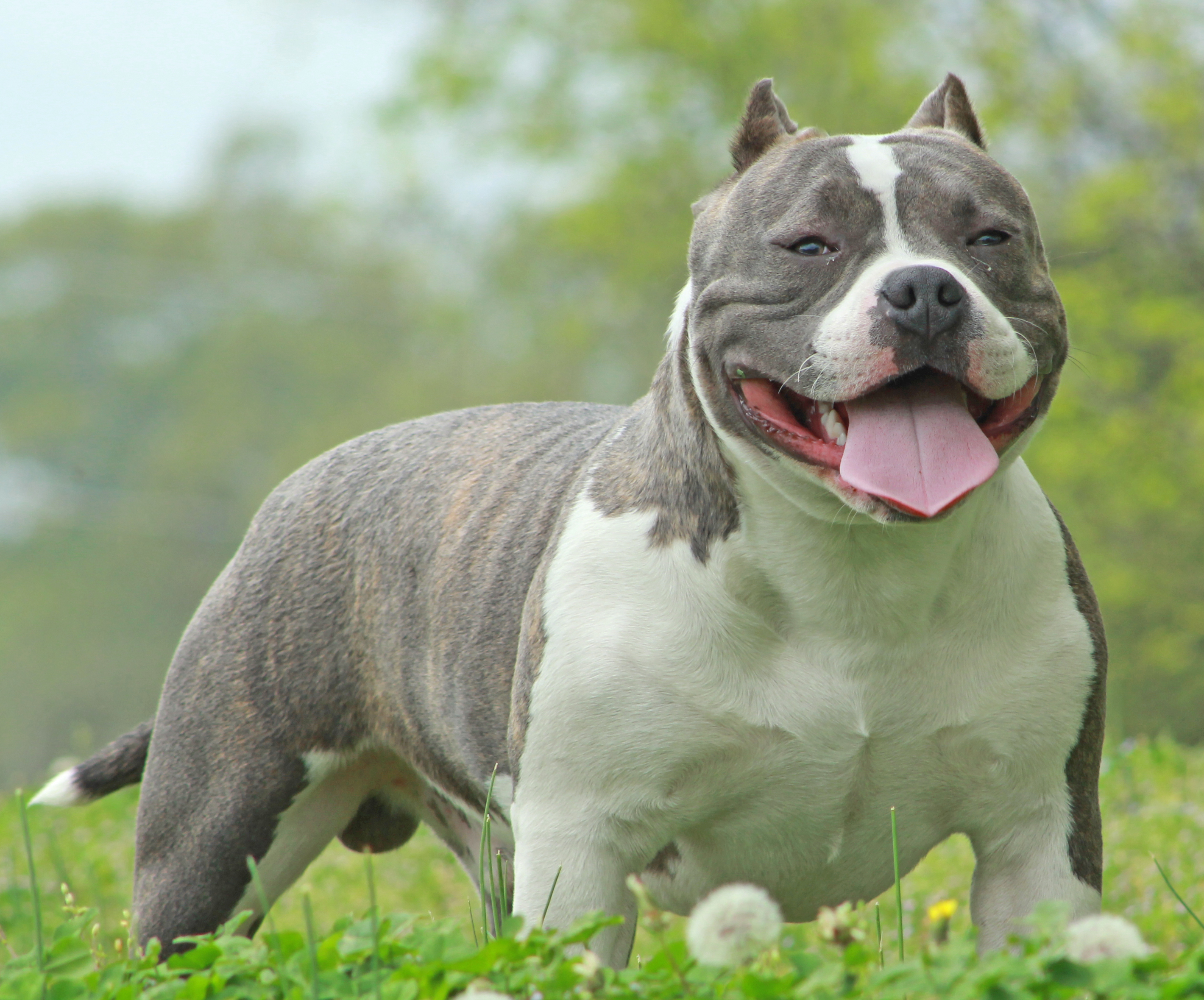 miniature pitbull breeders