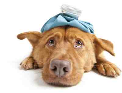 Pancreatitis In Dogs pancreatitis in dogs