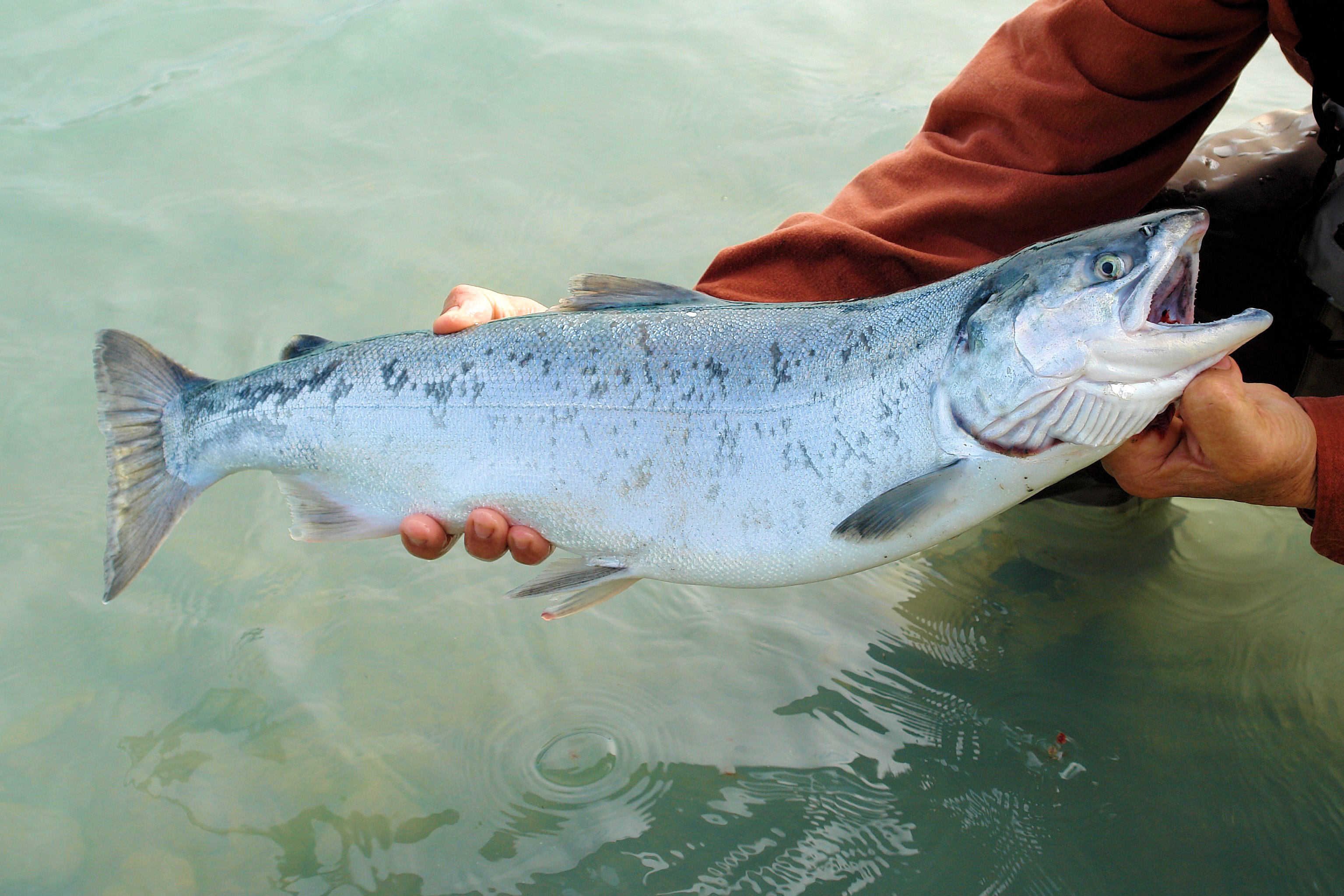 salmon fish for dogs