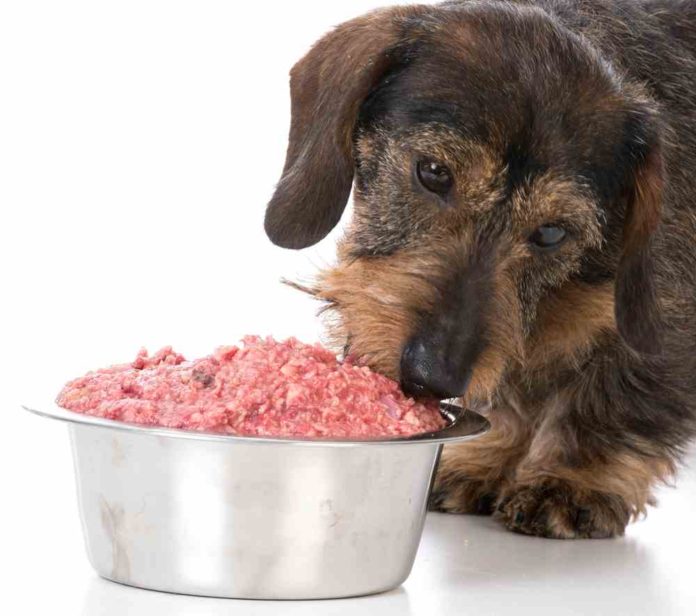 Can Dogs Eat Oatmeal? Is Oatmeal Good For Dogs?