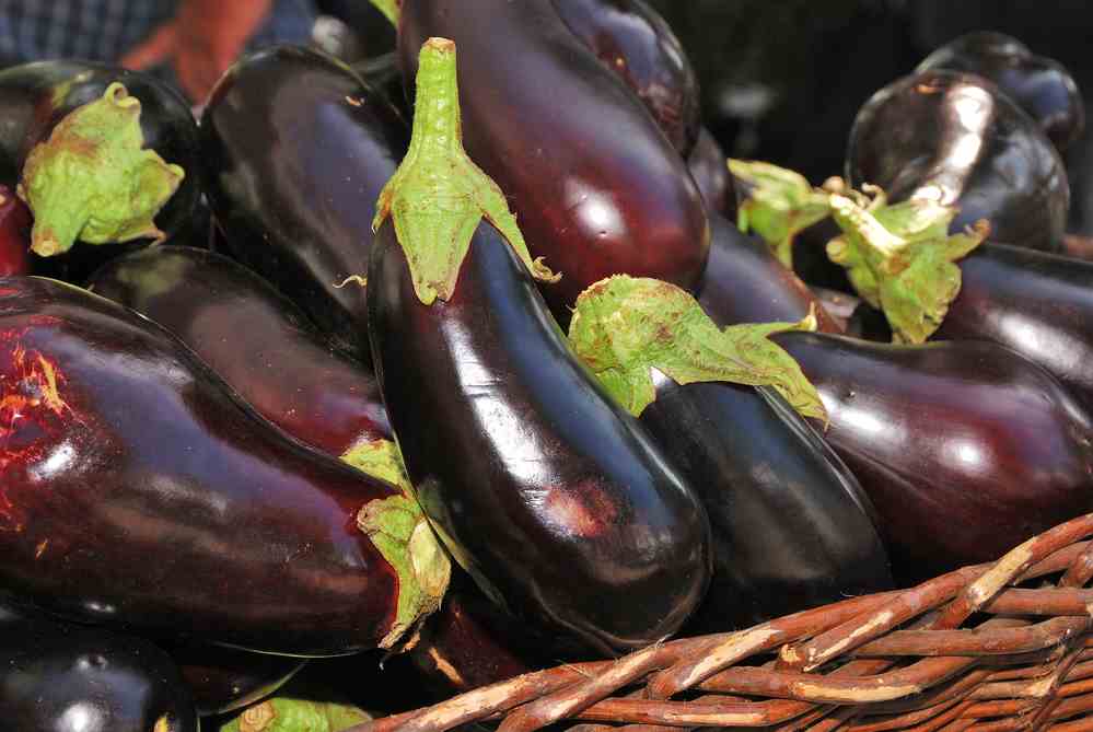 can you feed your dog raw eggplant