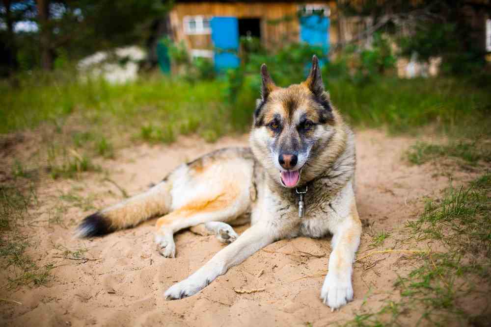 german shepherd mixed with husky price