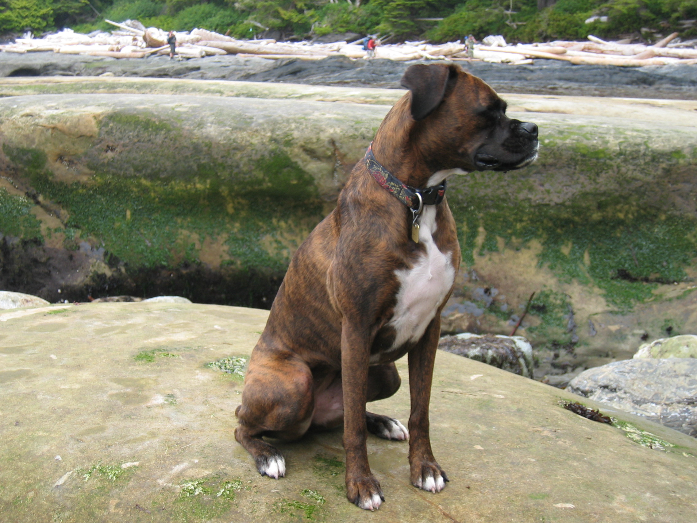 brindle bullboxer