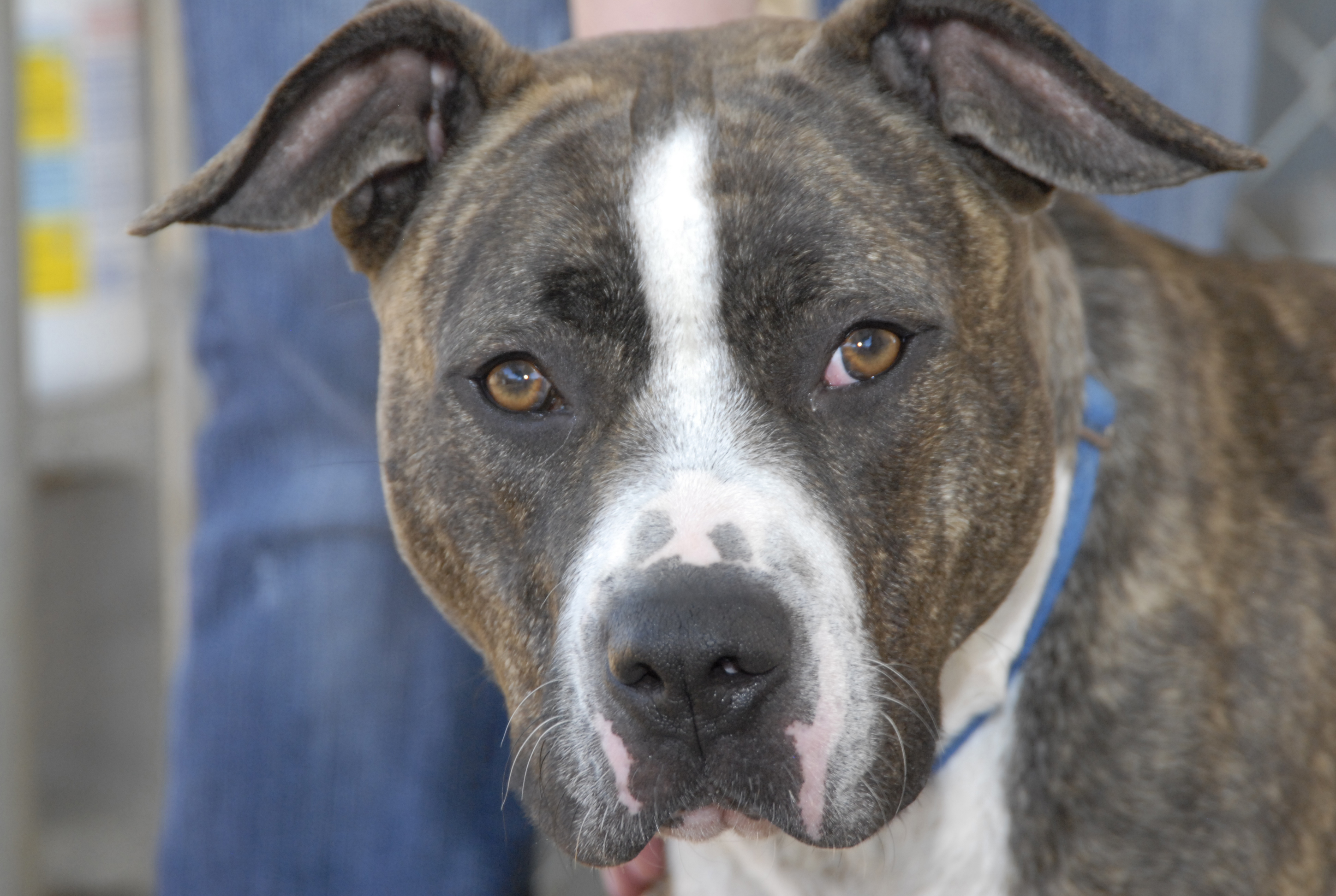 brindle boxer and pitbull mix