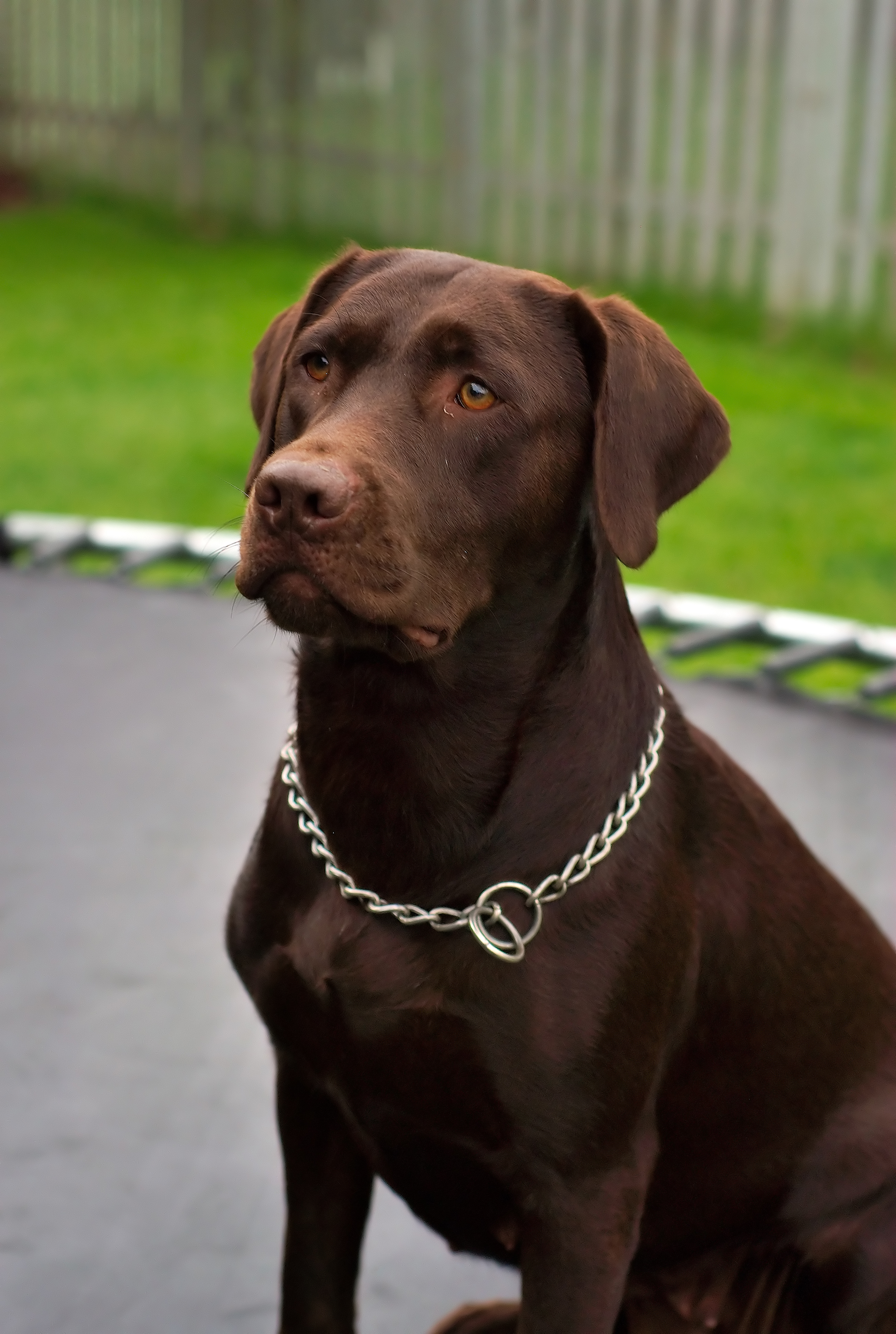 chocolate lab boxer mix