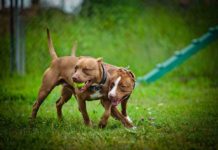 Best Dog Toys For Pit Bulls