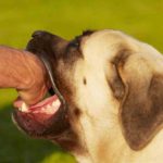 Dog Bite Prevention Week 2016 (May 15 – May 21) Dog Bite Prevention Week