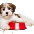 Merrick Dog Food Reviews & Recalls