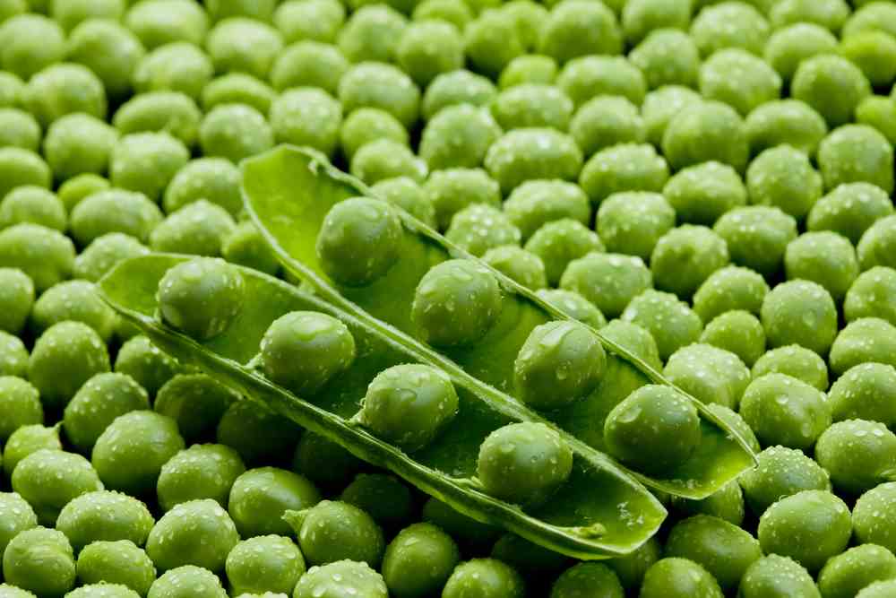 green pea for dogs