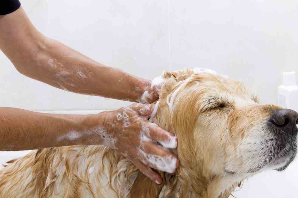 is it bad to use human shampoo on dogs