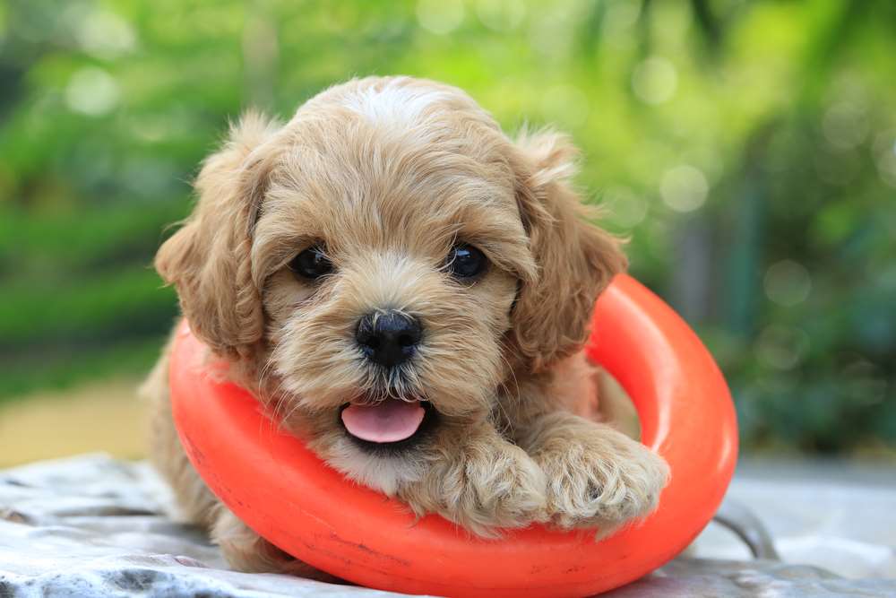 a poodle mixed with a chihuahua