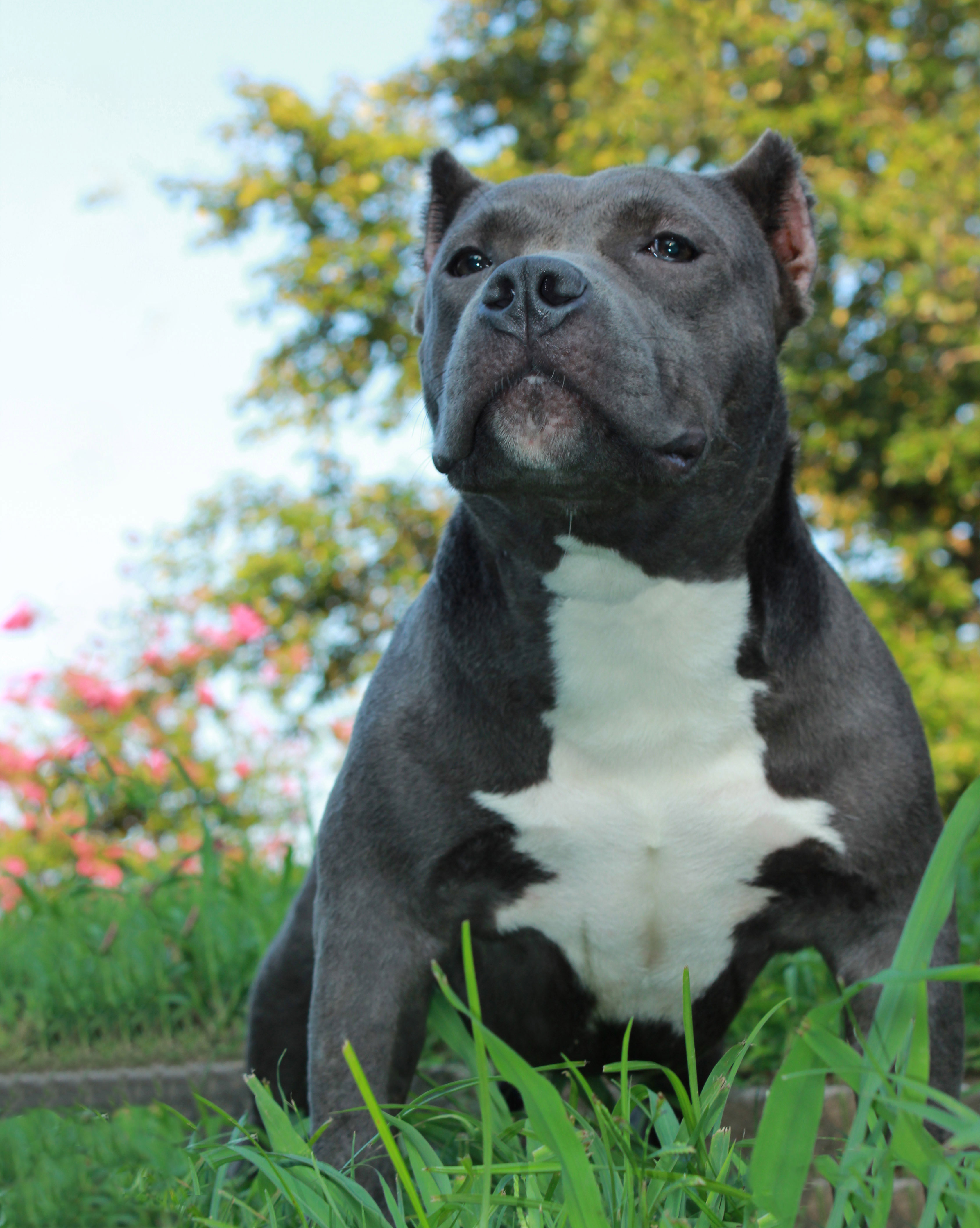 American Bully All You Need To Know About Bully Pitbulls,Memorial Day Folded American Flag