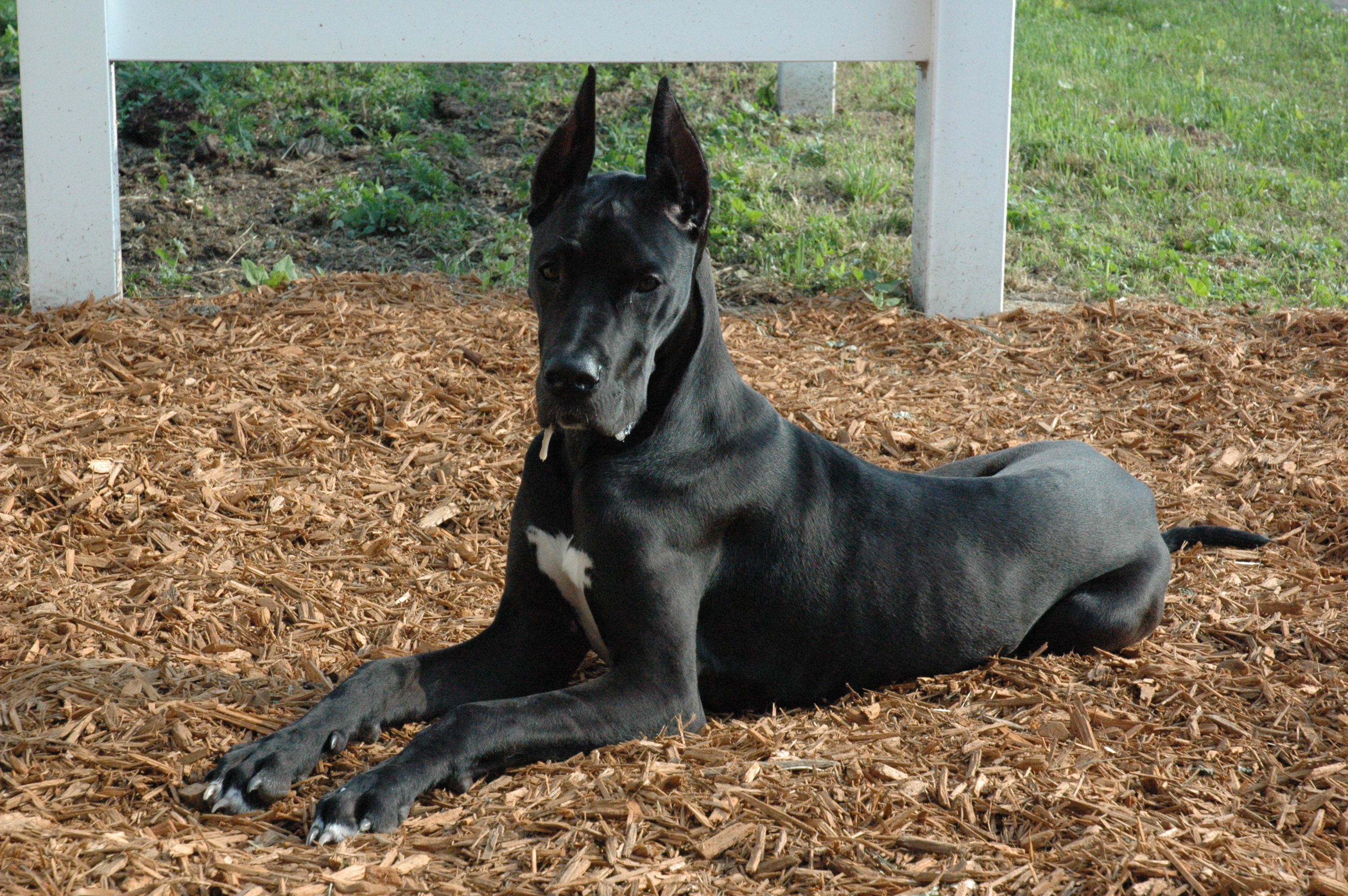 chocolate lab great dane mix