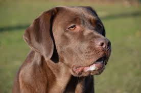 black lab mastiff mix