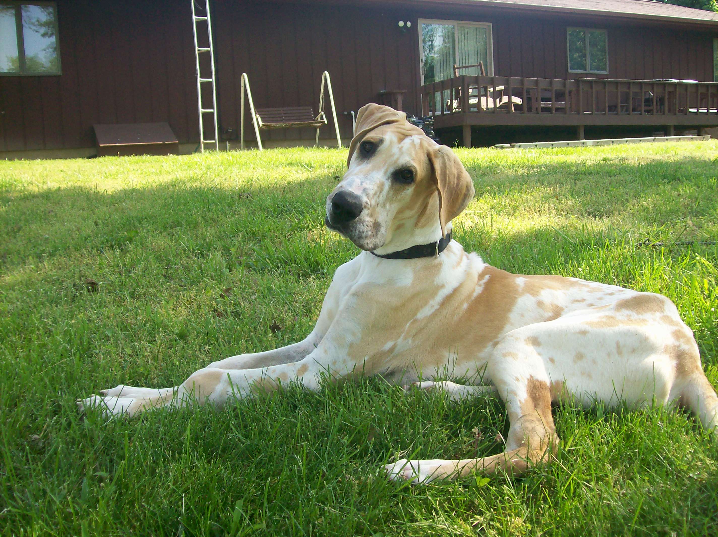 Great dane yellow cheap lab mix