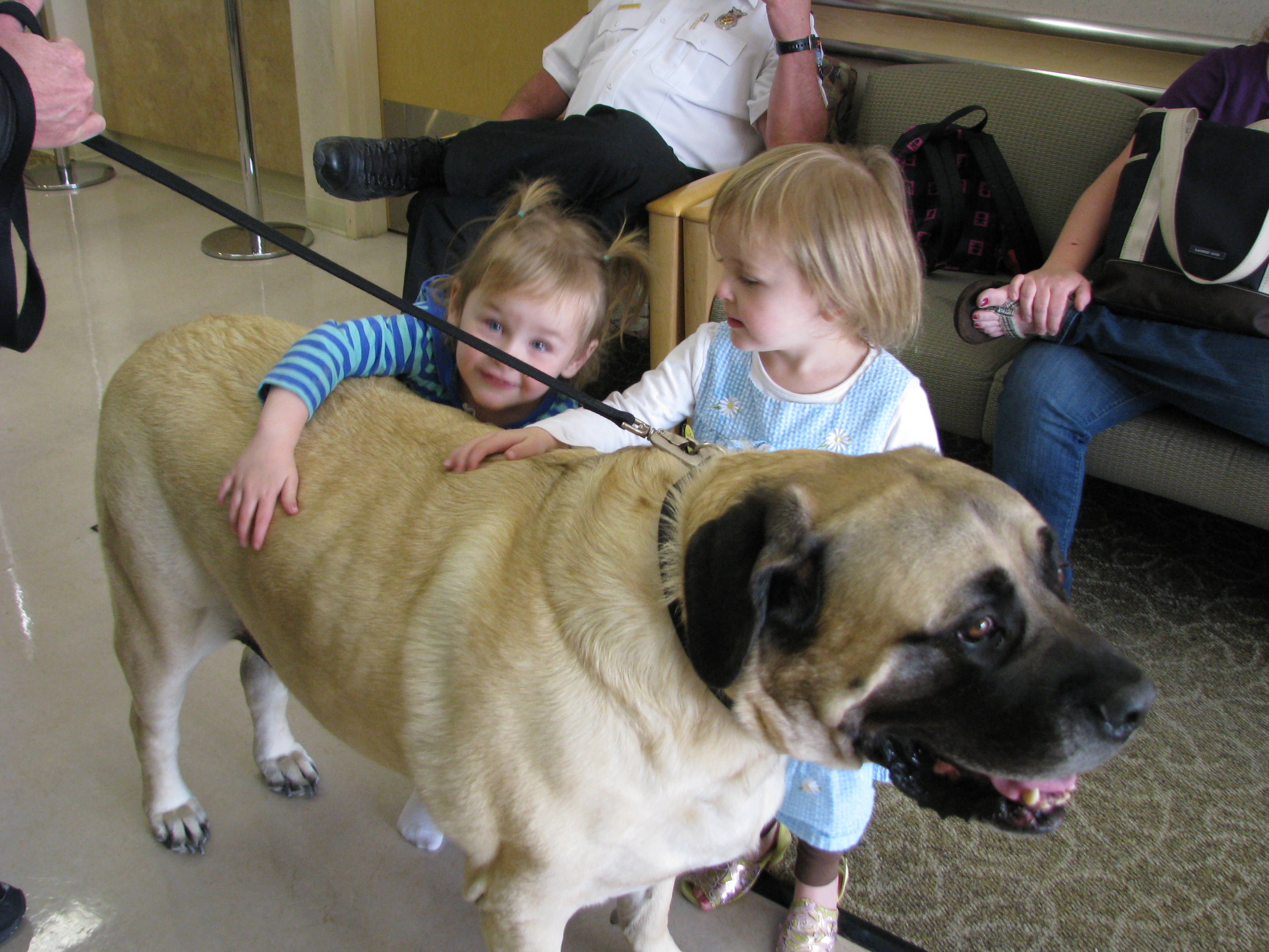 big dog with children