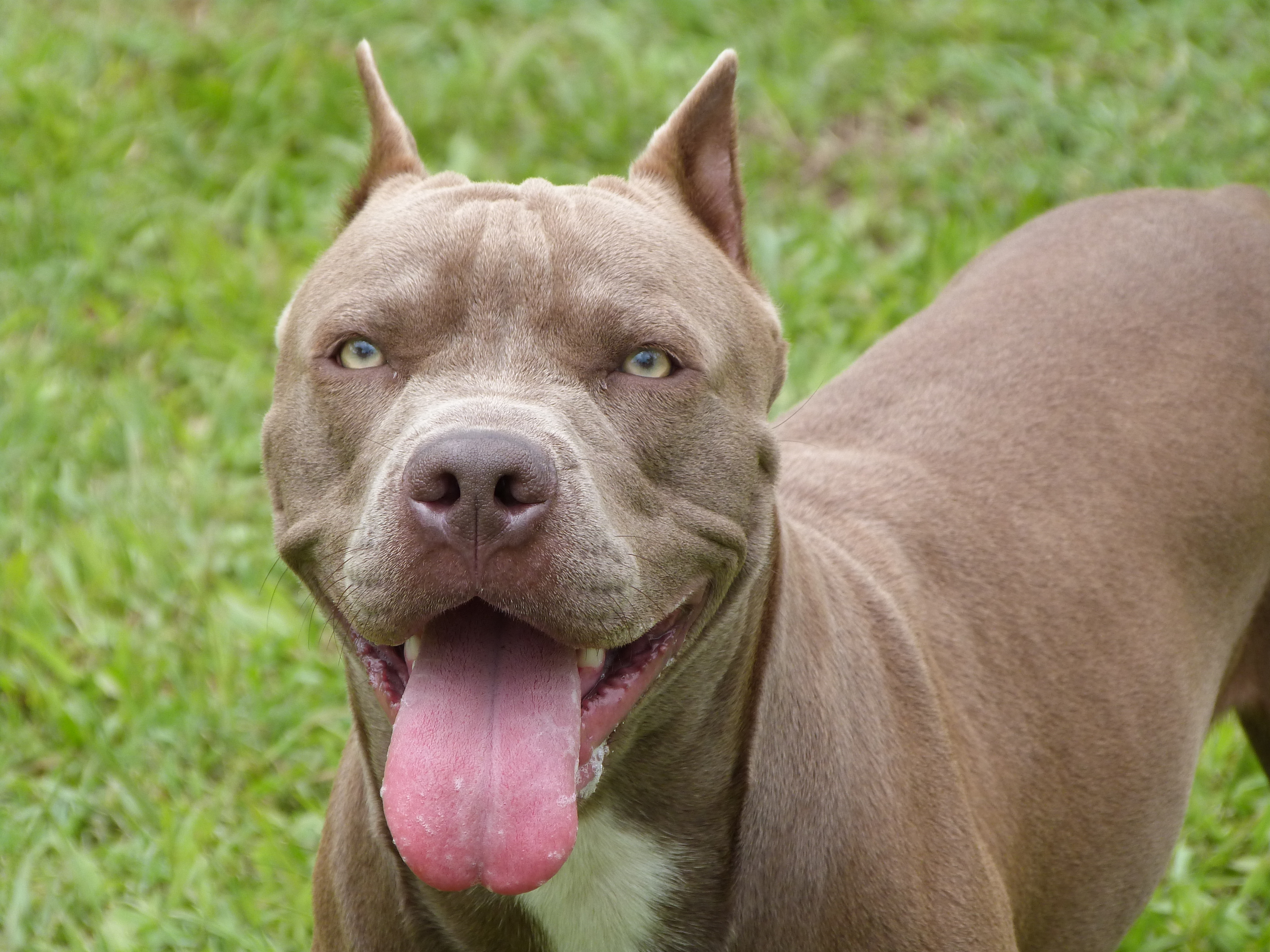 pitbull with tongue sticking out