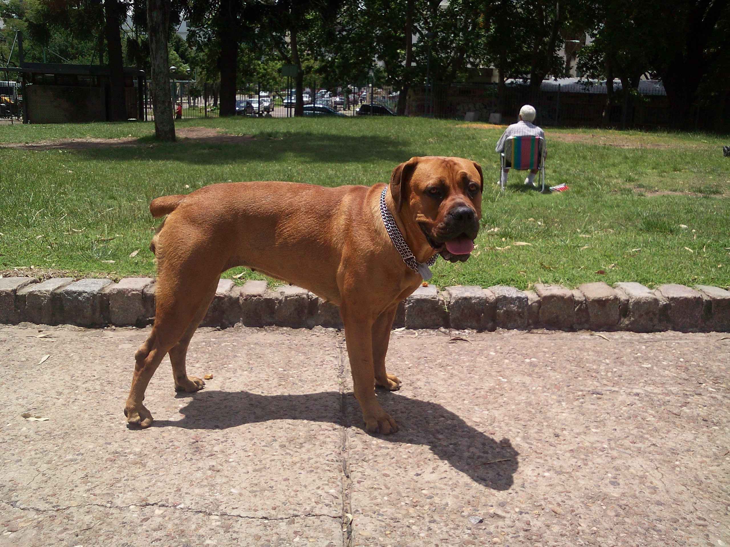 mastiff pitbull brindle