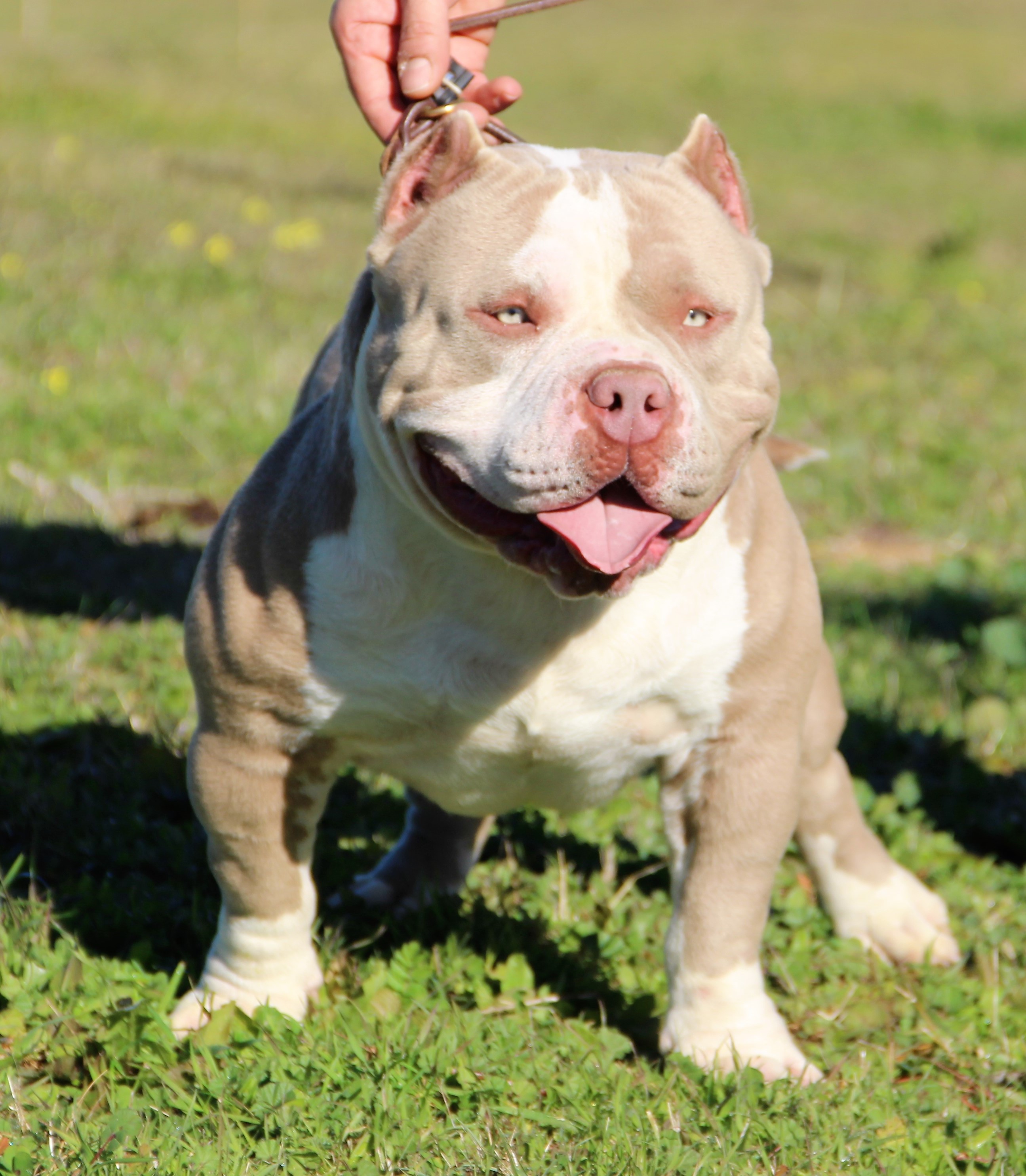 valentão pitbull com lindos olhos