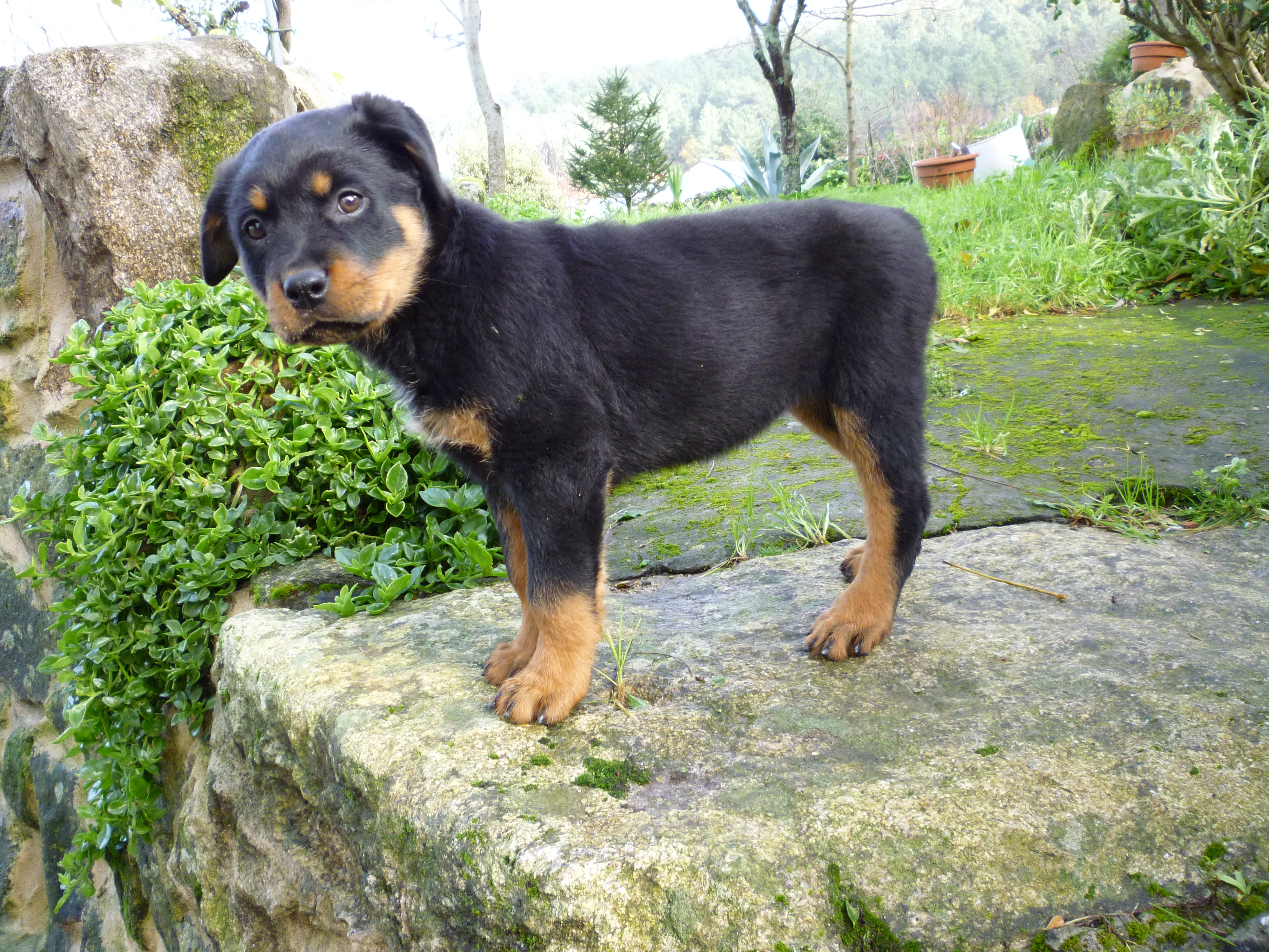 rottweiler pit mix puppy