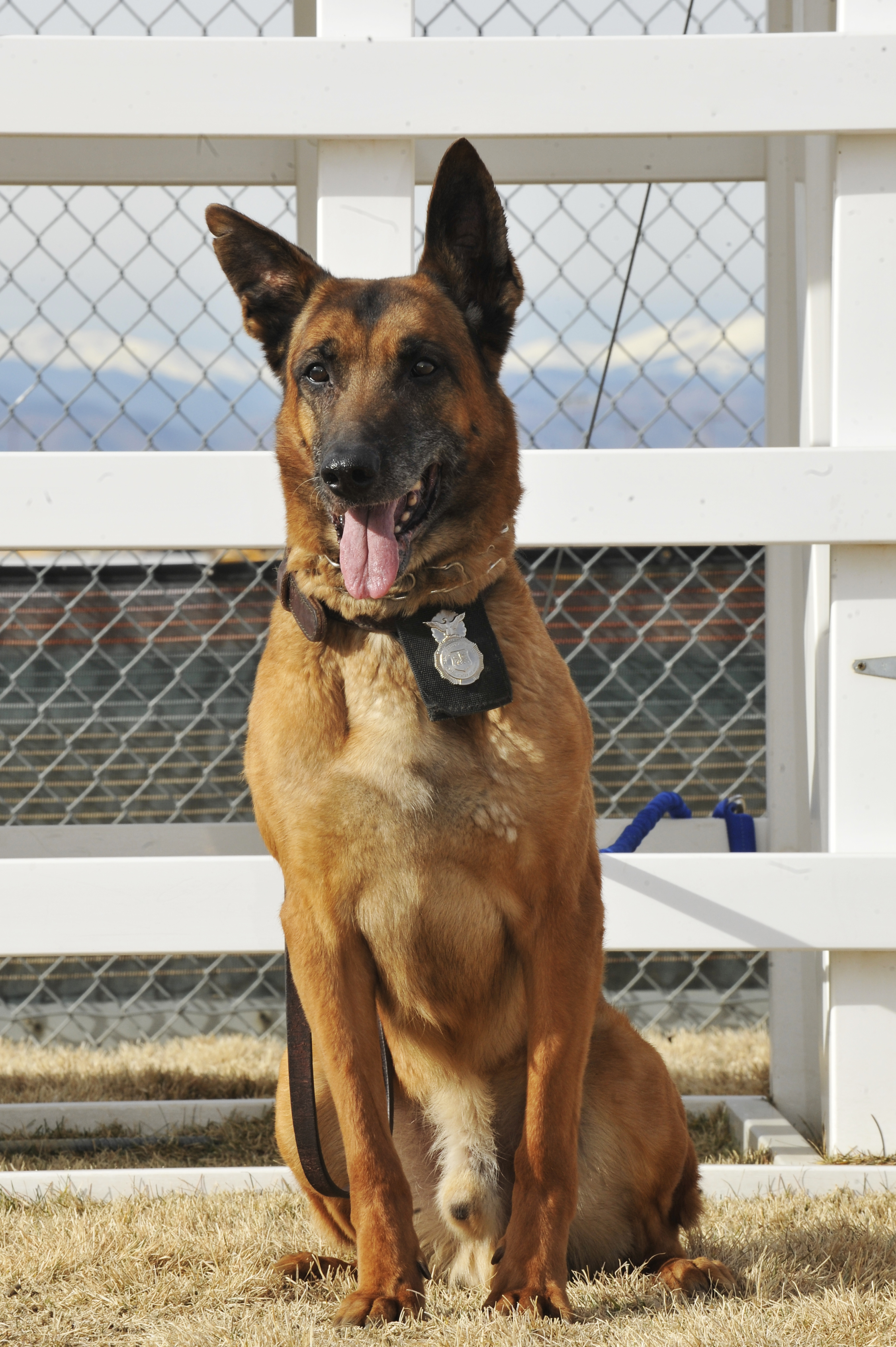 german shepherd golden retriever mix