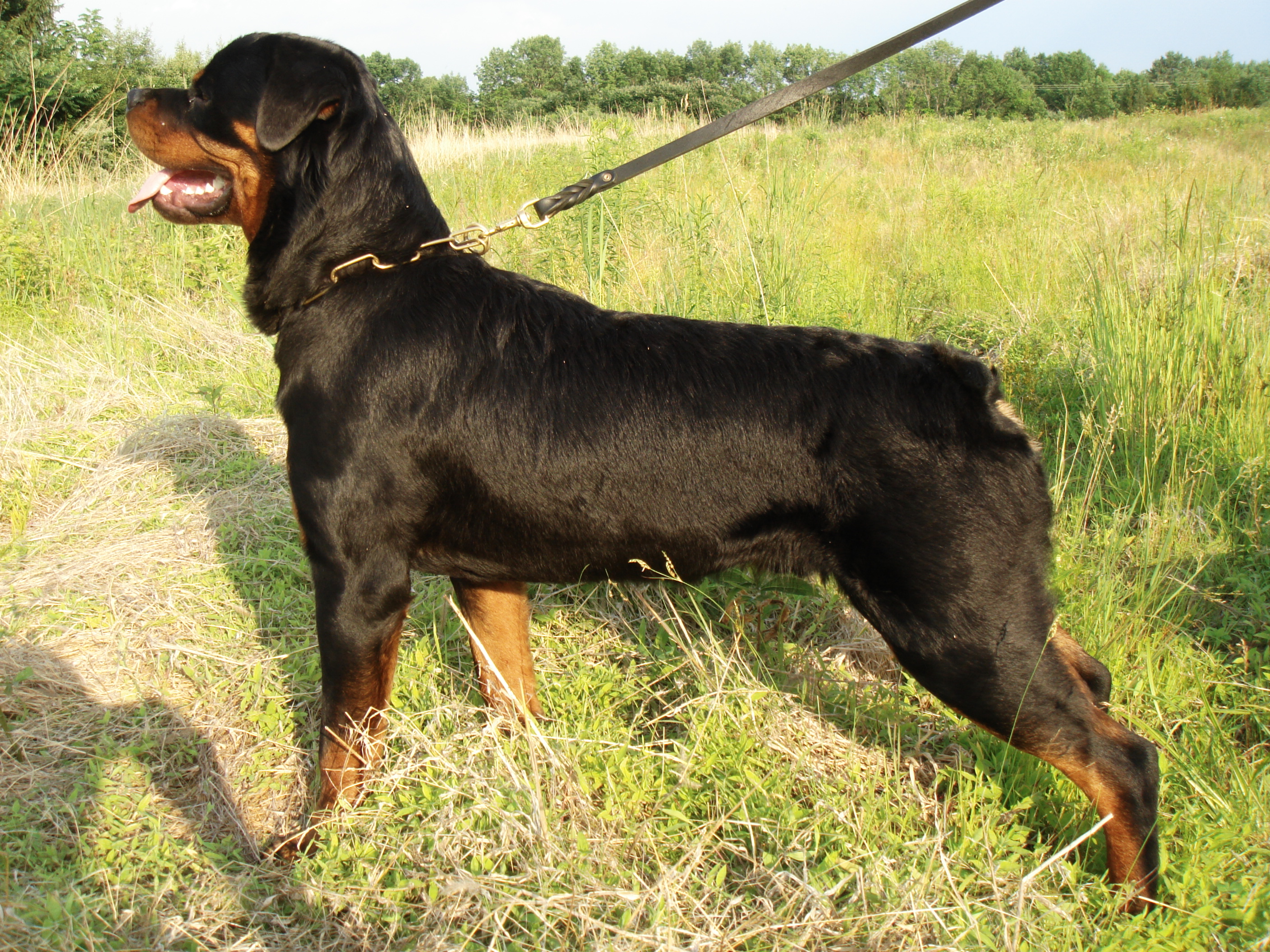 bully and rottweiler mix