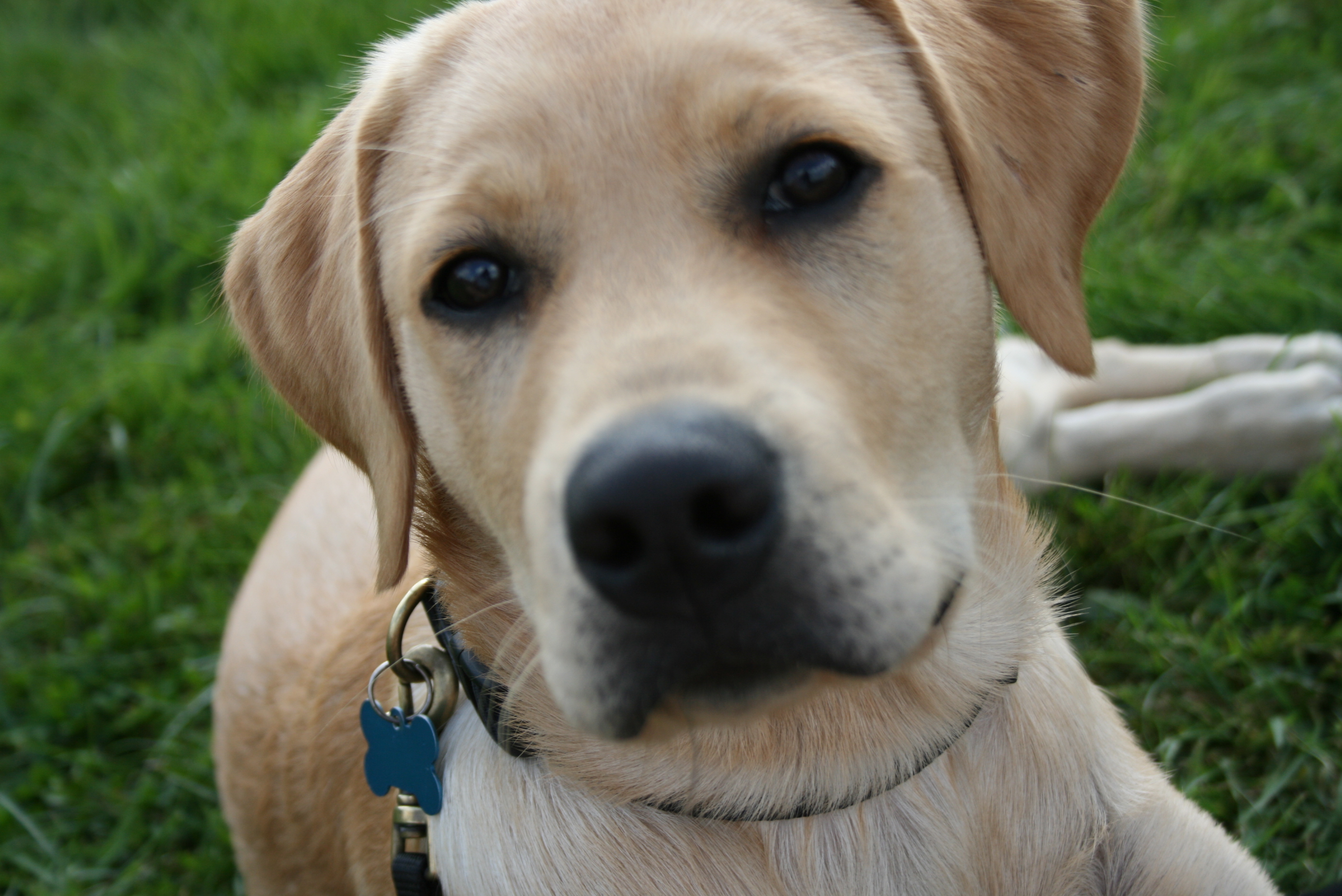 labrador retriever