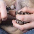 Dog Nail Grinder
