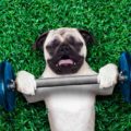 Glucosamine & Joint Supplements For Dogs
