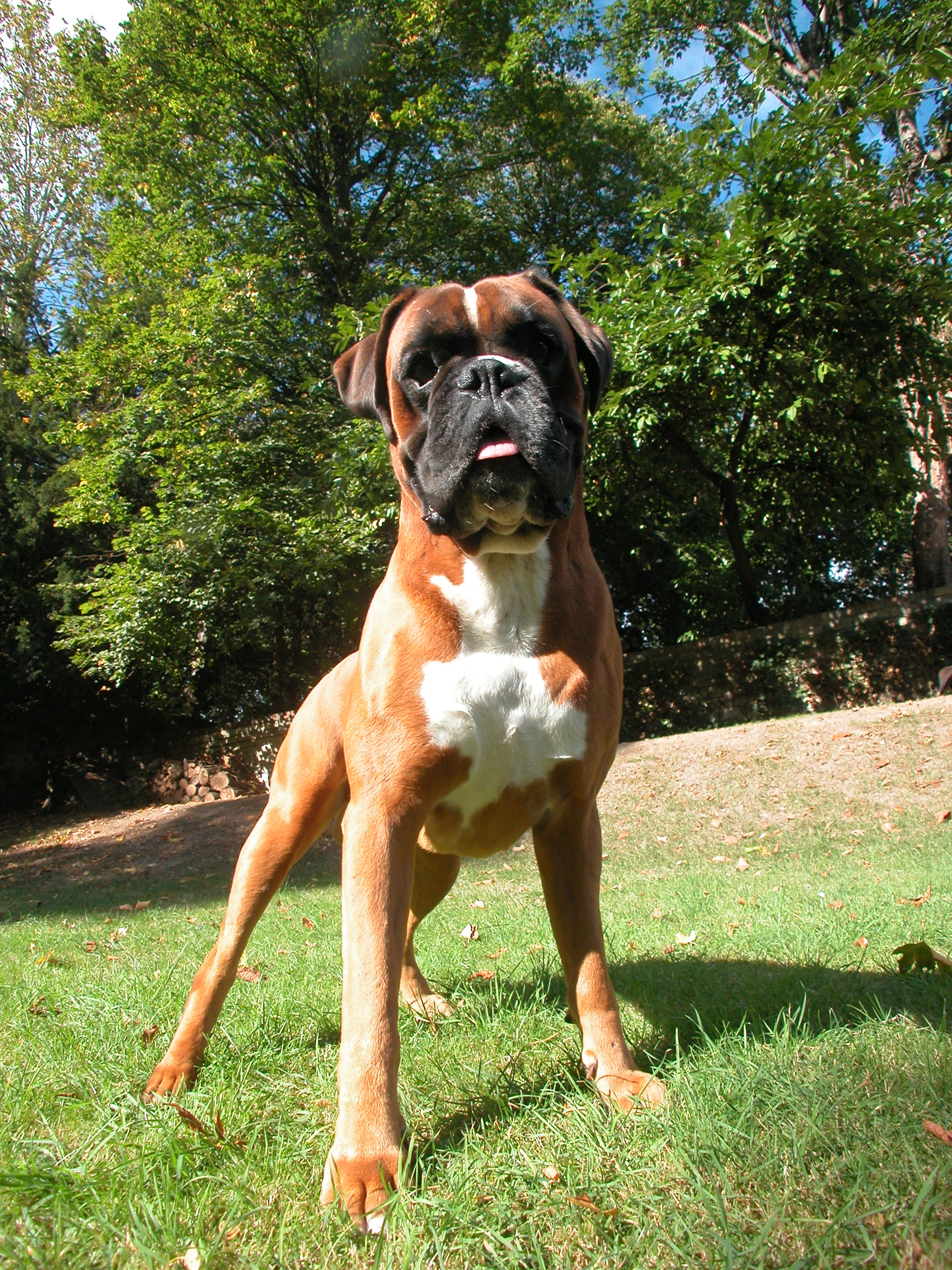 boxer ready to play