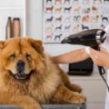 Dog Hair Dryer