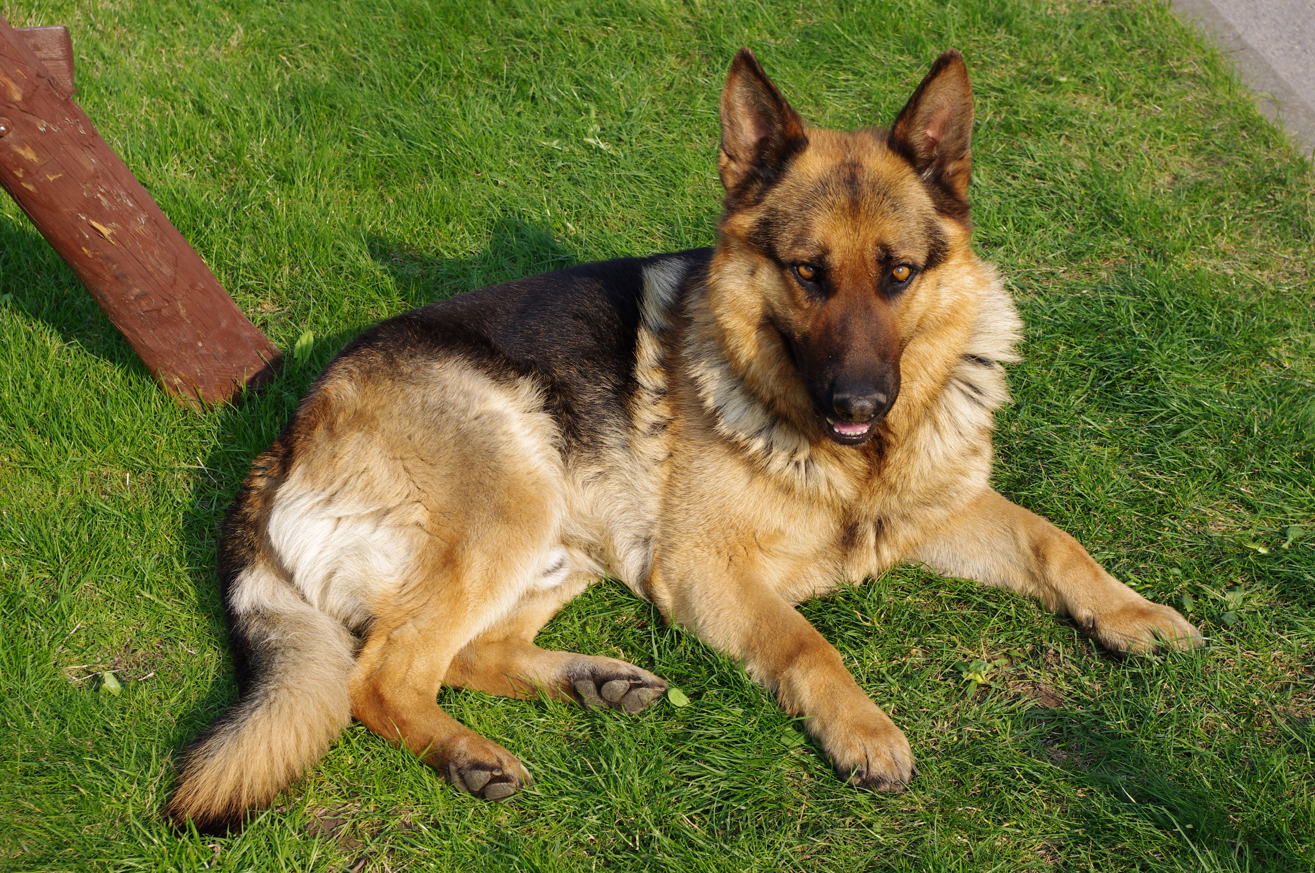 german shepherd laying outside