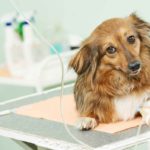 Cephalexin For Dogs (A.K.A Keflex) – Dosage, Side Effects & More Cephalexin For Dogs (A.K.A Keflex)