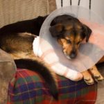 Metronidazole For Dogs (A.K.A Flagyl For Dogs) – An Overview Metronidazole For Dogs (A.K.A Flagyl For Dogs)